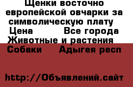 Щенки восточно европейской овчарки за символическую плату › Цена ­ 250 - Все города Животные и растения » Собаки   . Адыгея респ.